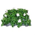 Afbeelding van Impatiens P9 White